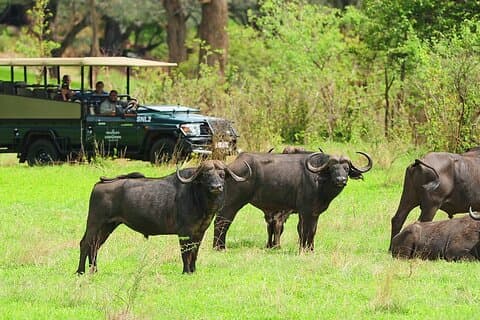 Ochtend- of middaggame rijden in Victoria Falls, Zimbabwe