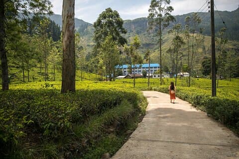2 Days Tour To Kandy & Nuwara Eliya