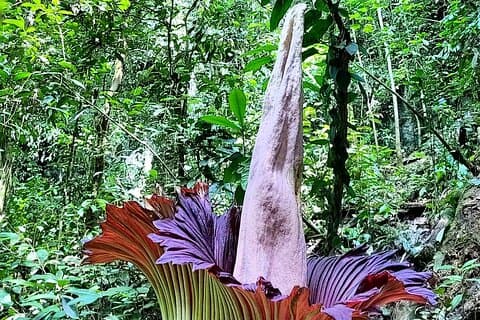 Privat dagstur fra Medan: Corpse Flower Trek (Minimum 2 personer)