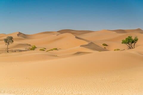 Safari mattutino nel deserto ad Abu Dhabi