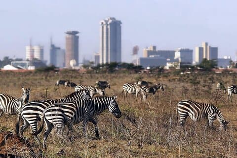 Privat rundtur Safari till Nairobi National Park