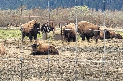VIP Tour from Anchorage to Alaska Wildlife Conservation Center