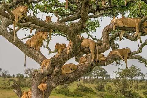 8 dagars rundtur i liten grupp i Kenya och Tanzania