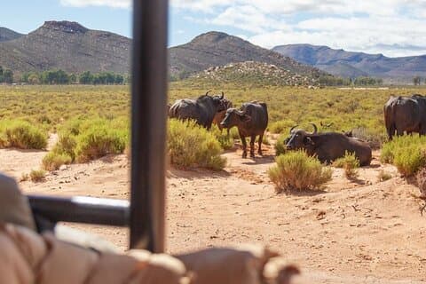 Heldags privat safaritur till Aquila Game Reserve