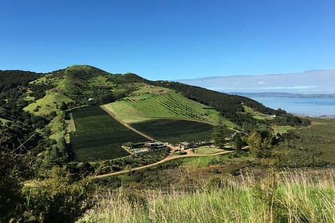 Recorrido privado a pie por Vineyard Bush en la isla Waiheke