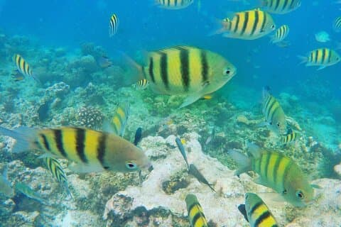 Expérience de saut de falaise et de plongée en apnée à Boracay (privé)