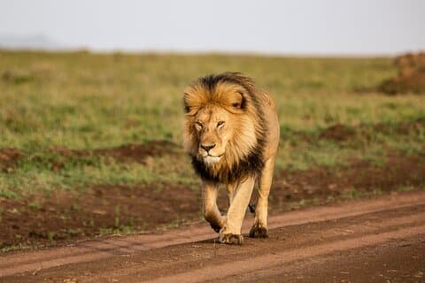 9 Days Great Migration Safaris with Kojuu Safaris Africa-Luxury.