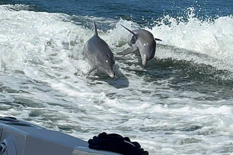 Aqua Sol Adventures-4.5 hour Private Snorkeling,Dolphin,shelling