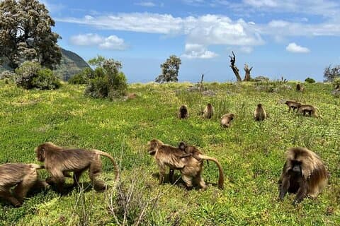 Trekking de 4 dias nas montanhas Simien