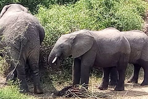 Privat 3 dage Murchison Falls National Park