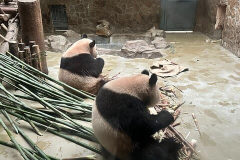 All-inclusive Xi'an Panda og Terracotta Warriors Layover Tour med frokost