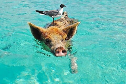 Rose Island 3 Island Luxury Private Tour (8 horas)