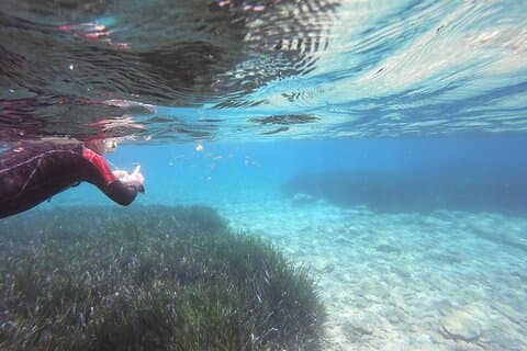 Prova att snorkla i havet med Blue Dolphin Team