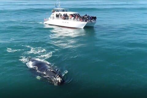 Excursão de observação de baleias a Hermanus a partir de Cidade do Cabo