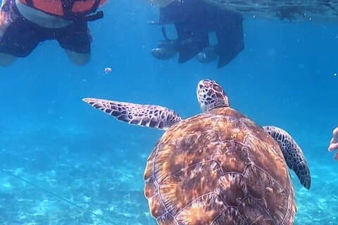 1.5 hours Snorkeling at Tulum's paradise reef