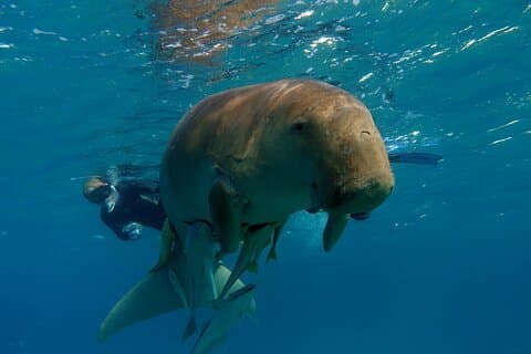 Dagligt dyk med dugonger og skildpadder på Marsa Mubarak | Marsa Alam