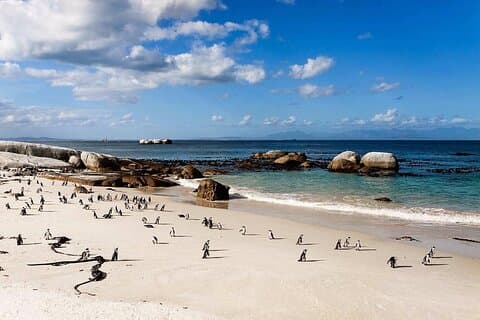 Tour privado en grupo a Boulders Beach y Cape Point incl. Tarifas del parque