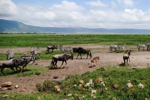 5 dias 4 noites acampamento de aventura privada Norther Tanzania Safari