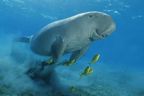 Marsa Mubarak Boat Trip with Dugongs and Turtles From Hurghada