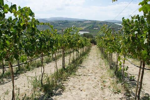 Excursão de meio dia ao moinho de oliva e vinícola com degustações e almoço