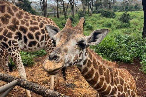 Visita ao Parque Nacional de Nairobi, Orfanato de Elefantes e Centro de Girafas.
