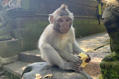 Tour privato di Ubud Terrazze di riso a cascata e foresta delle scimmie