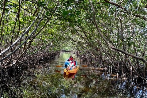 Passeio ecológico de caiaque no túnel de mangue