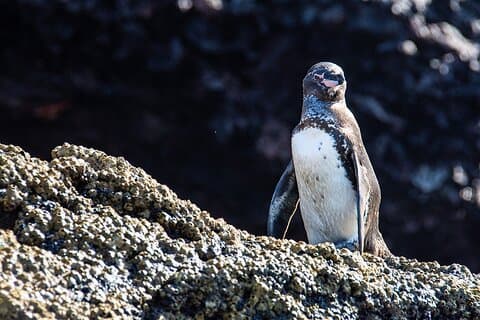 Bartolome Island on Board of Sea Lion Yacht (Tue / Fri)