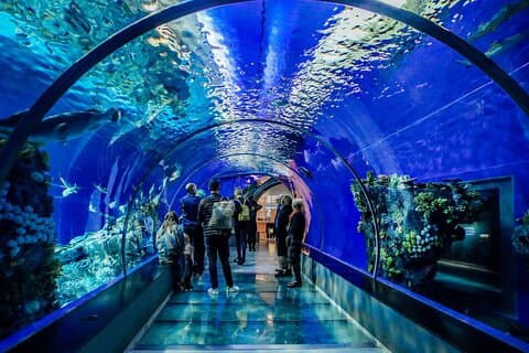Hurghada Grand Aquarium Tour med Skip the Line Ticket