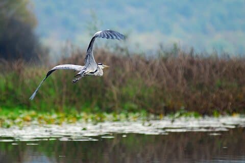 Excursão gastronômica guiada privada de 7 horas no lago Skadar