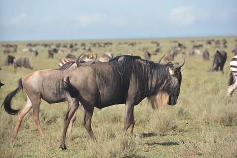 14 días de sur a norte Parks Tanzania Safari Adventure