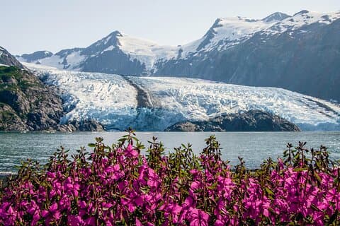 Seward to Anchorage Cruise Transfer e passeio pela vida selvagem