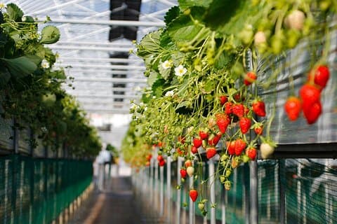Genting Highlands na rota Cavernas de Batu e passeio de dia na fazenda de morango com autêntico almoço indiano privado e orientado