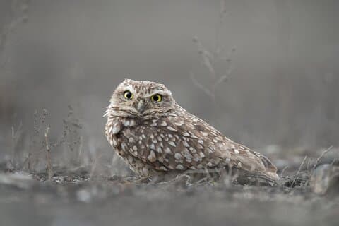 Private Birdwatching and Photography in Lomas de Lachay