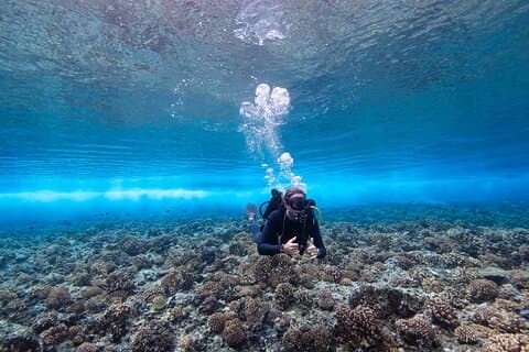 1 Afternoon Dive for Certified Divers in Bora Bora