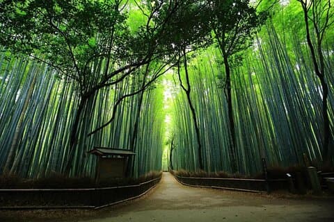 Excursão privada em Kyoto com embarque e desembarque no hotel