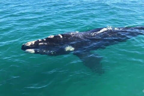 Expérience combinée de plongée en cage avec des requins et d'observation des baleines à Gansbaai
