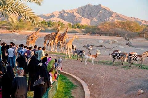 Visite privée d'Al Ain en véhicule 4x4 avec billets pour le zoo