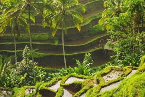 Visite privée et guidée d'une journée autour d'Ubud