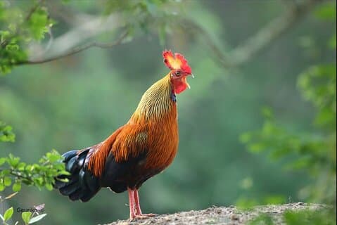 Day Excursion To Yala National Park From Negombo