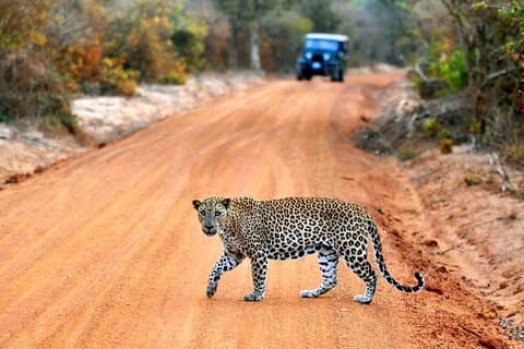 Tagesausflüge zum Yala-Nationalpark Jeep-Safari von Galle