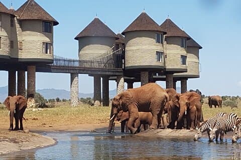 Overnachtingssafari naar Saltlick Lodge vanuit Mombasa