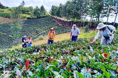 Gatura Greens Purple Tea Farm Privat tur fra Nairobi