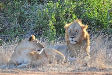 4 noches de safari Tsavo y Parque Nacional Amboseli