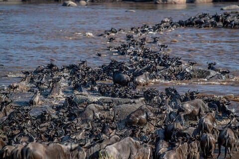 6-tägige private Tour mit Gnu-Migrationssafaris