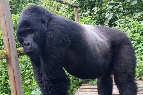 5 Tage Uganda Primaten- und Gorilla-Trekking-Luxussafari