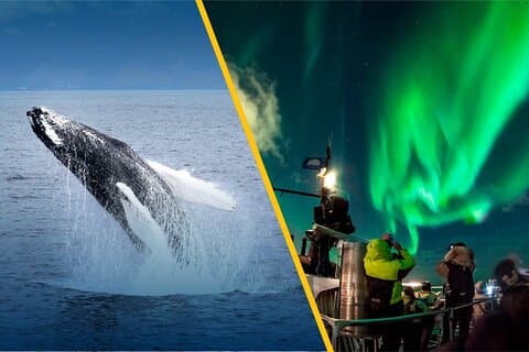 Islandia Super Saver: Crucero de la aurora boreal y recorrido de avistamiento de ballenas desde Reikiavik