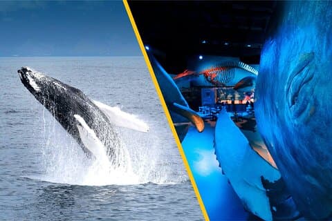 Ballenas de Islandia de tierra y mar