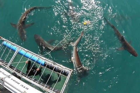 Explorateurs de requins
