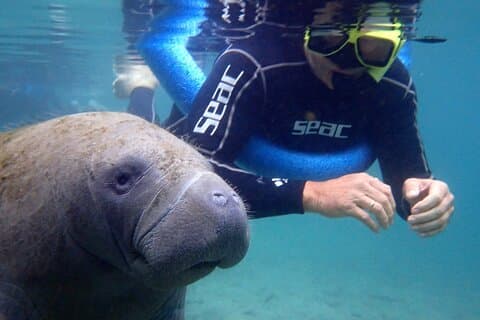 'OG' Manatee-snorkeltur med guide/fotograf i vannet